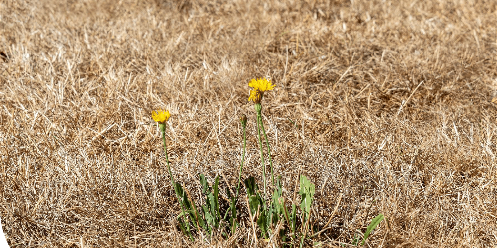 4. Resiliencia y cambio climático